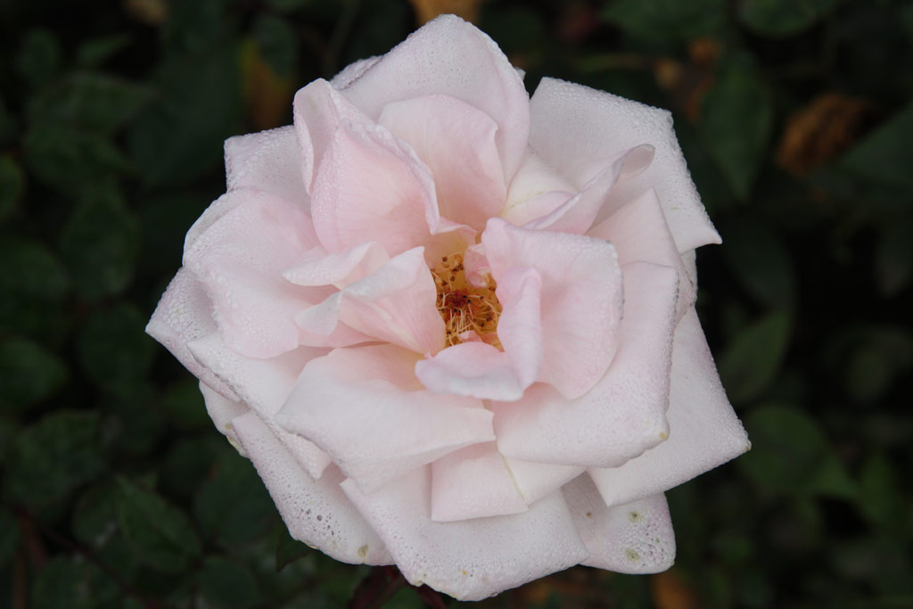 růže Mme. Albert Bernardin