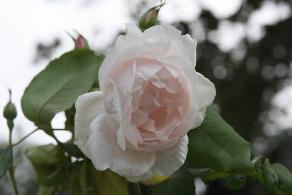 růže Mme. Alfred Carriere