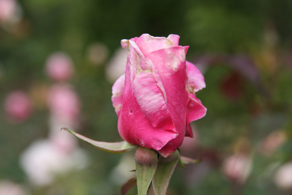 růže Mme. Antonie Mari