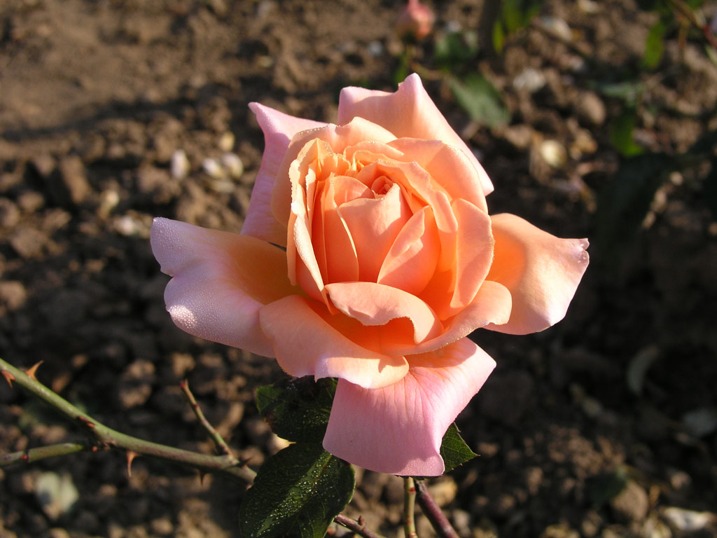 růže Mme. Berthe de Forge