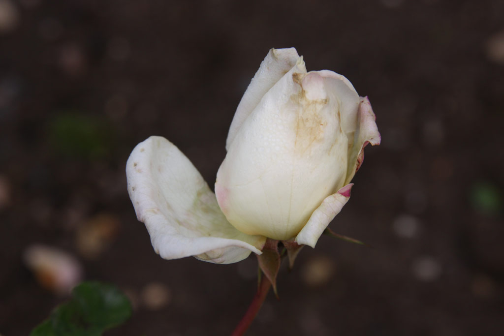 růže Mme. Caroline Kster