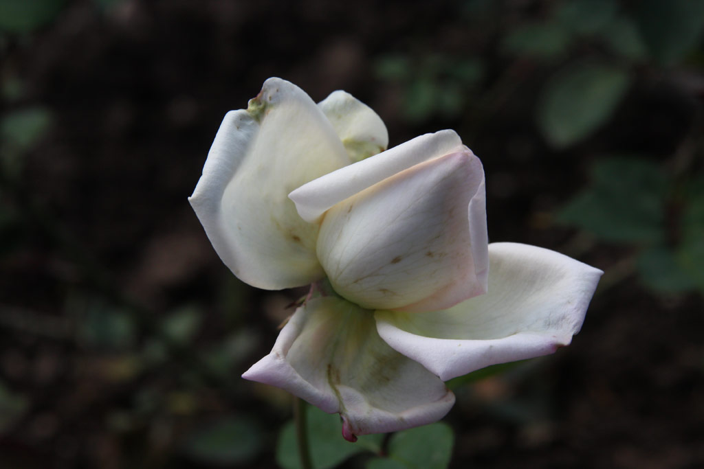 růže Mme. Charles