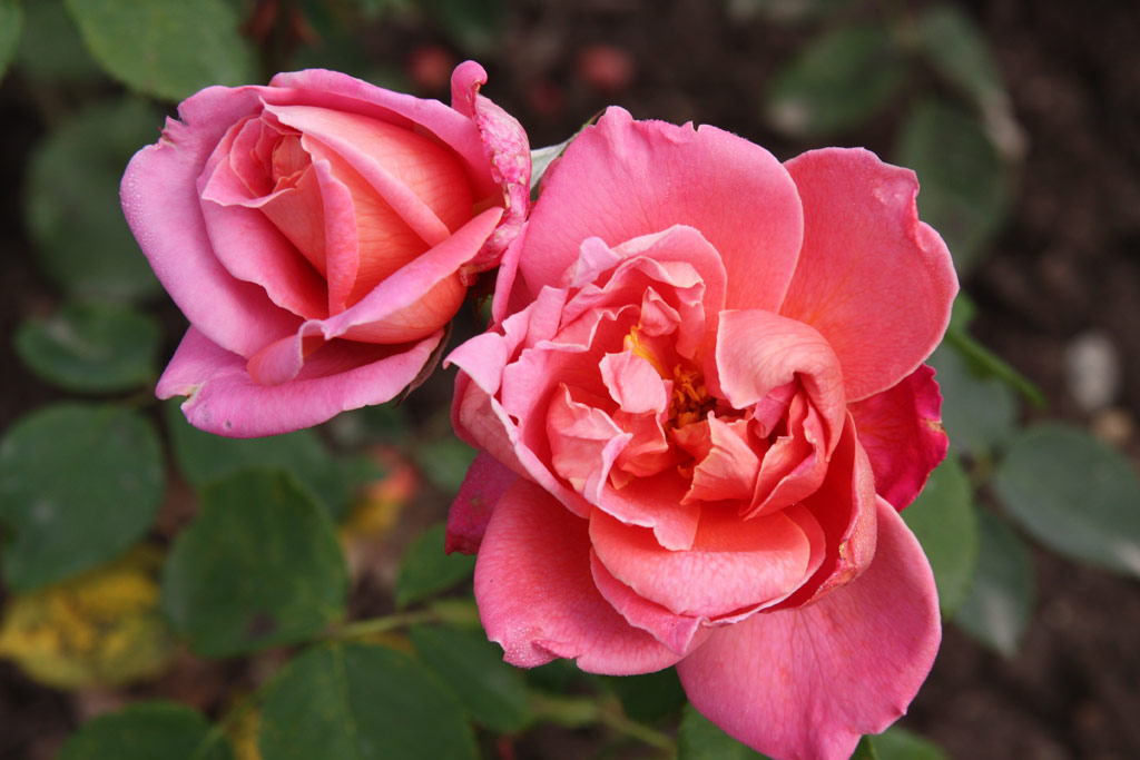 růže Mme. Charles Guillot