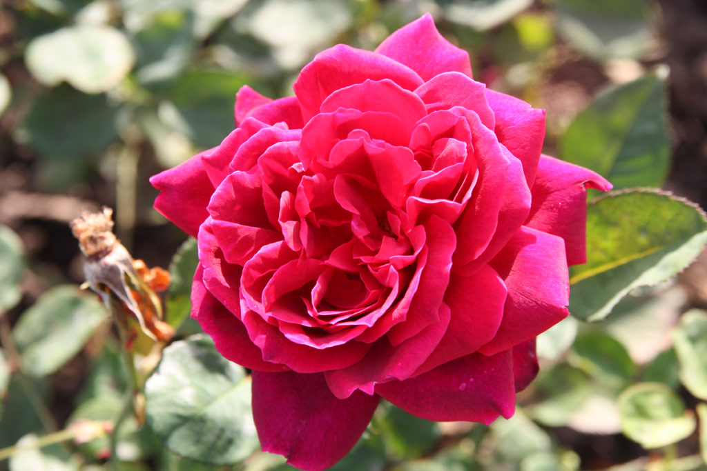 růže Mme. de Carbuccia