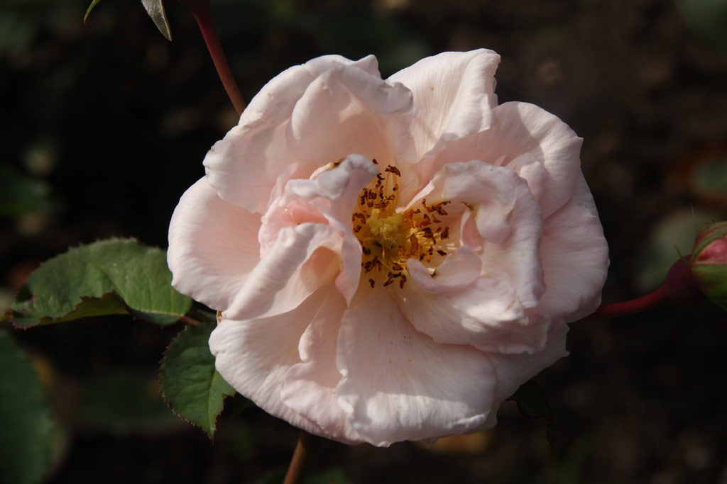 růže Mme. de Watteville