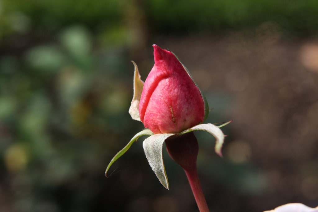 růže Mme. de Watteville