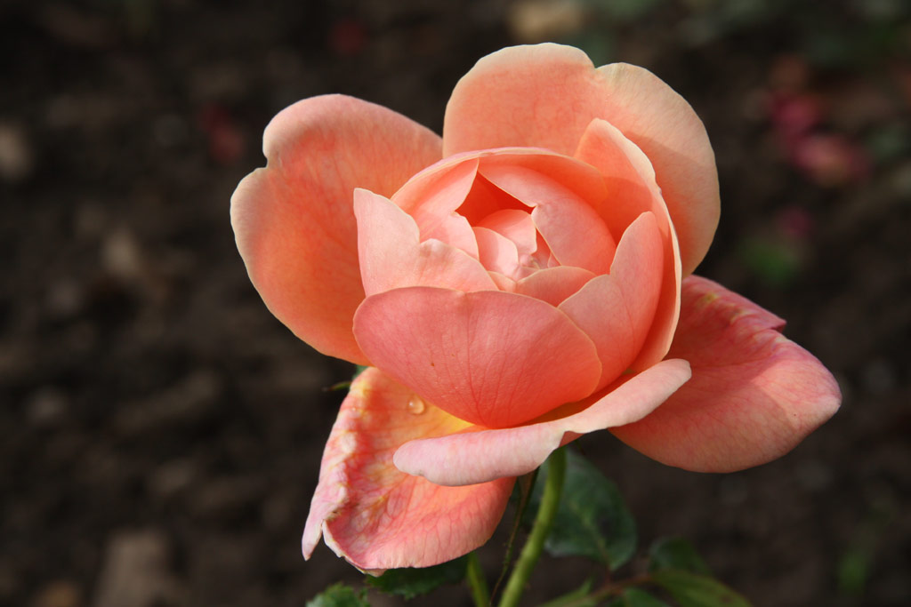 růže Mme. Didkowsky