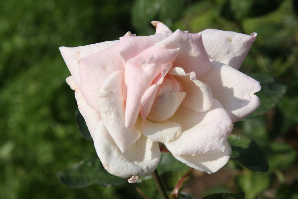 růže Mme. Edmond Rostand