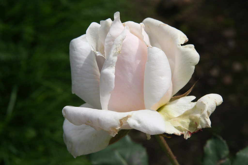růže Mme. Edouard Estauni