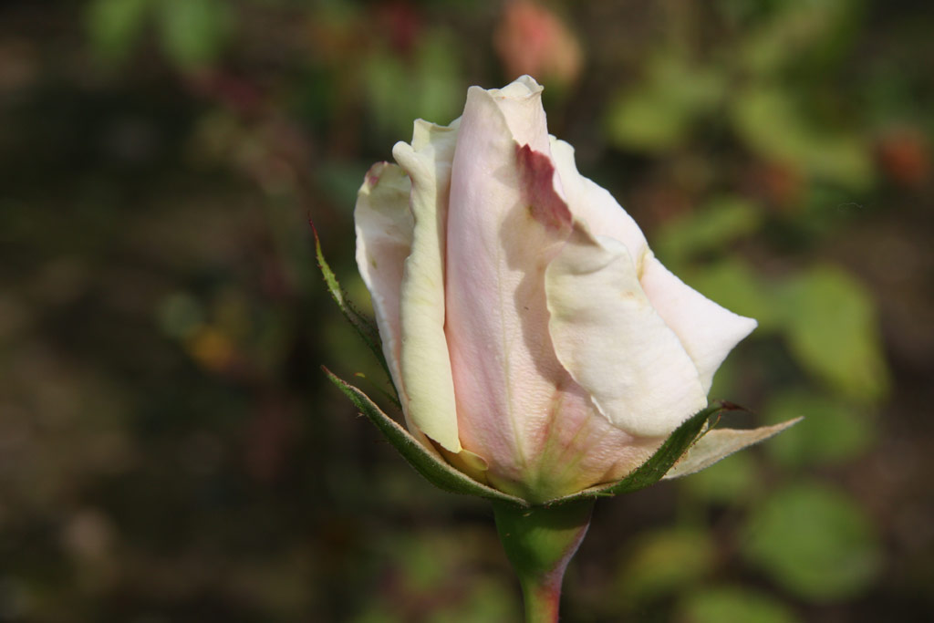 růže Mme. Edouard Estauni