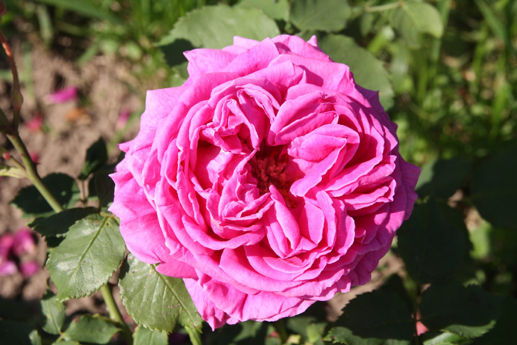 růže Mme. Isaac Pereire