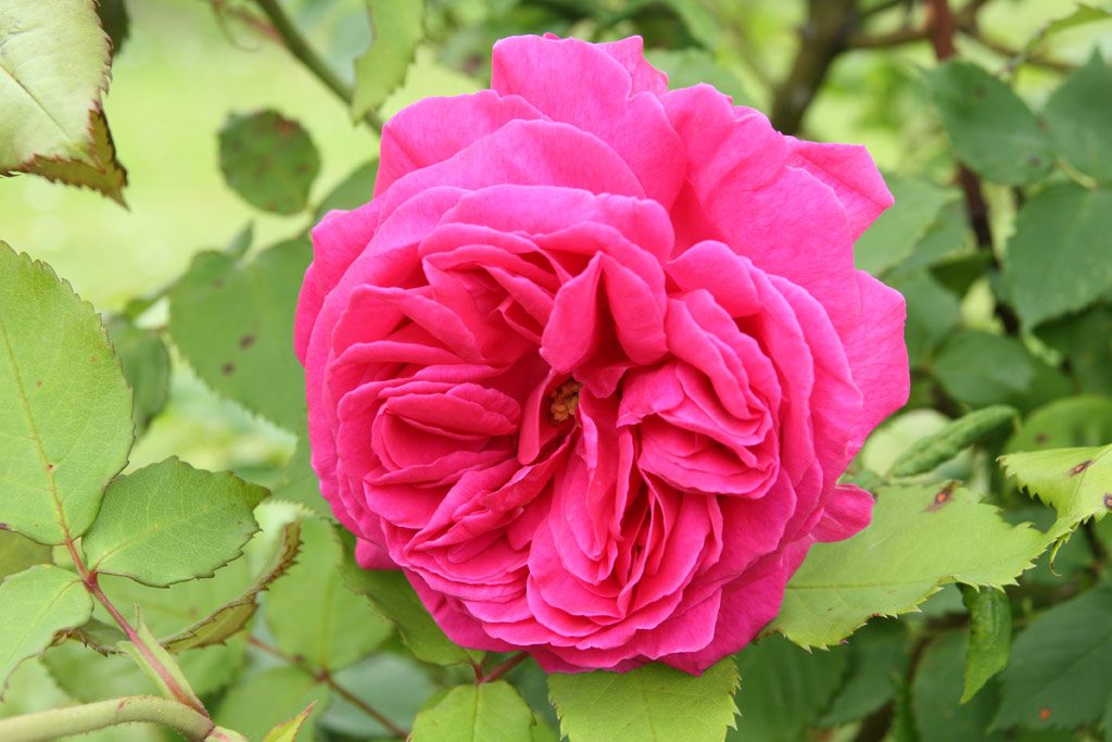 růže Mme. Isaac Pereire