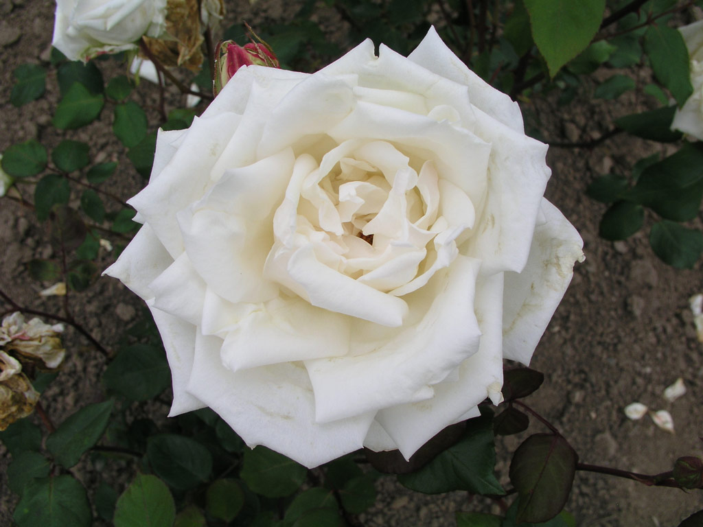 růže Mme. Jules Bouche