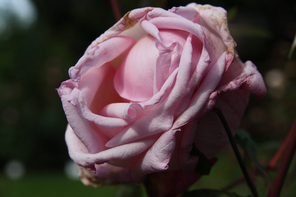 růže Mme. Laurent Simons