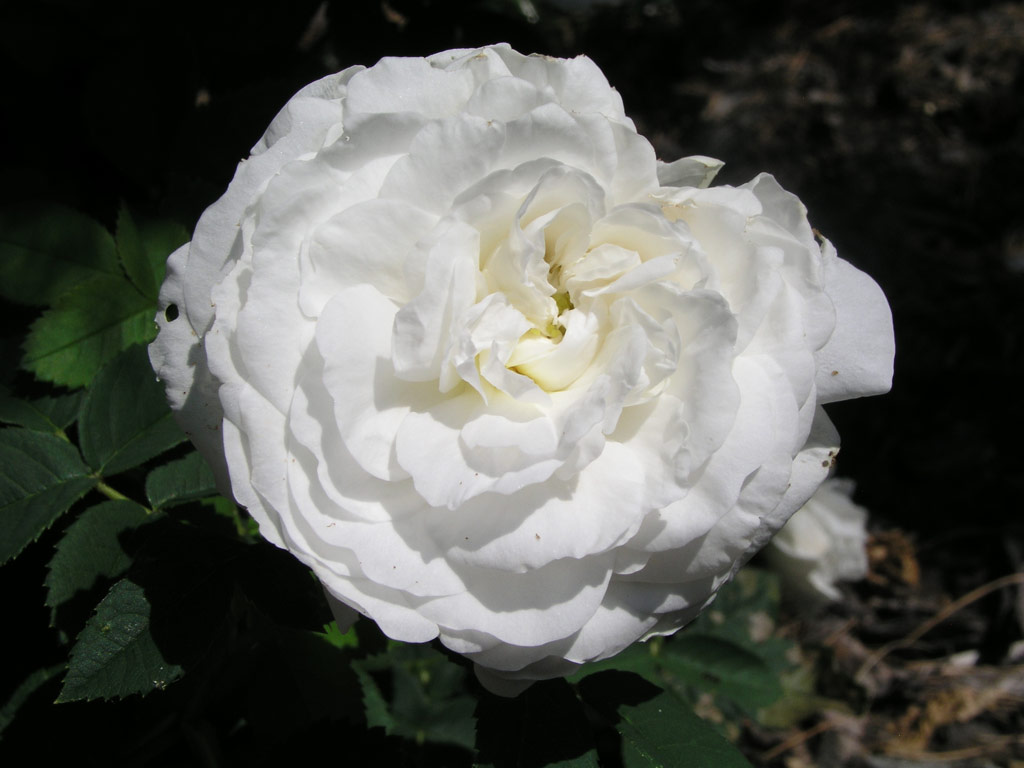 růže Mme. Legras de St. Germain
