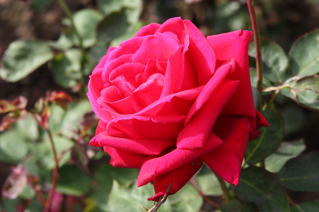 růže Mme. Line Renaud