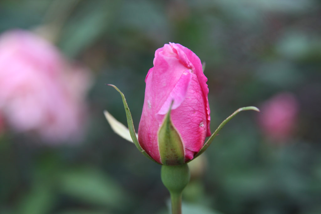 růže Mme. Lombard