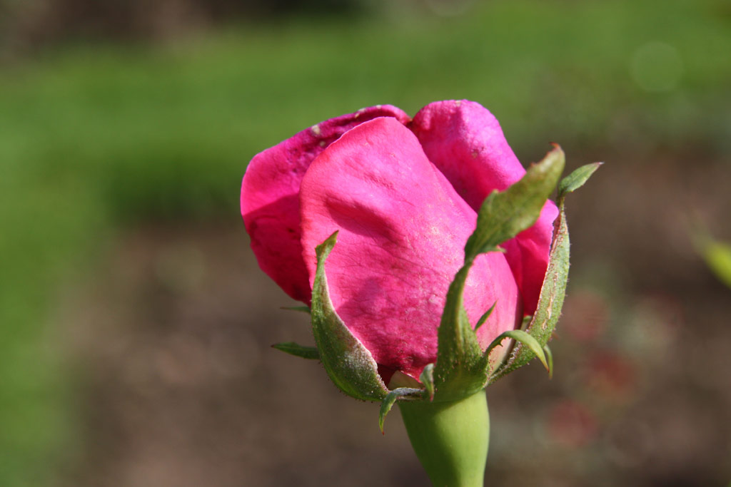 růže Mme. Paul Euler