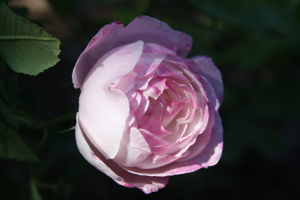 růže Mme. Pierre Oger