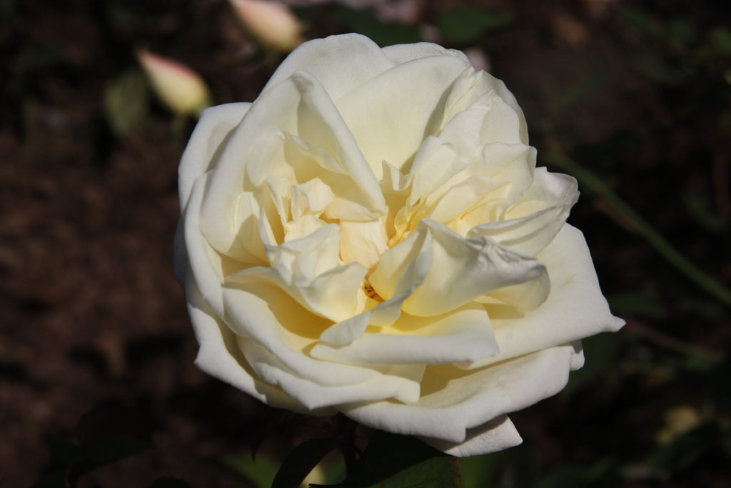 růže Mme. Pierre Perny