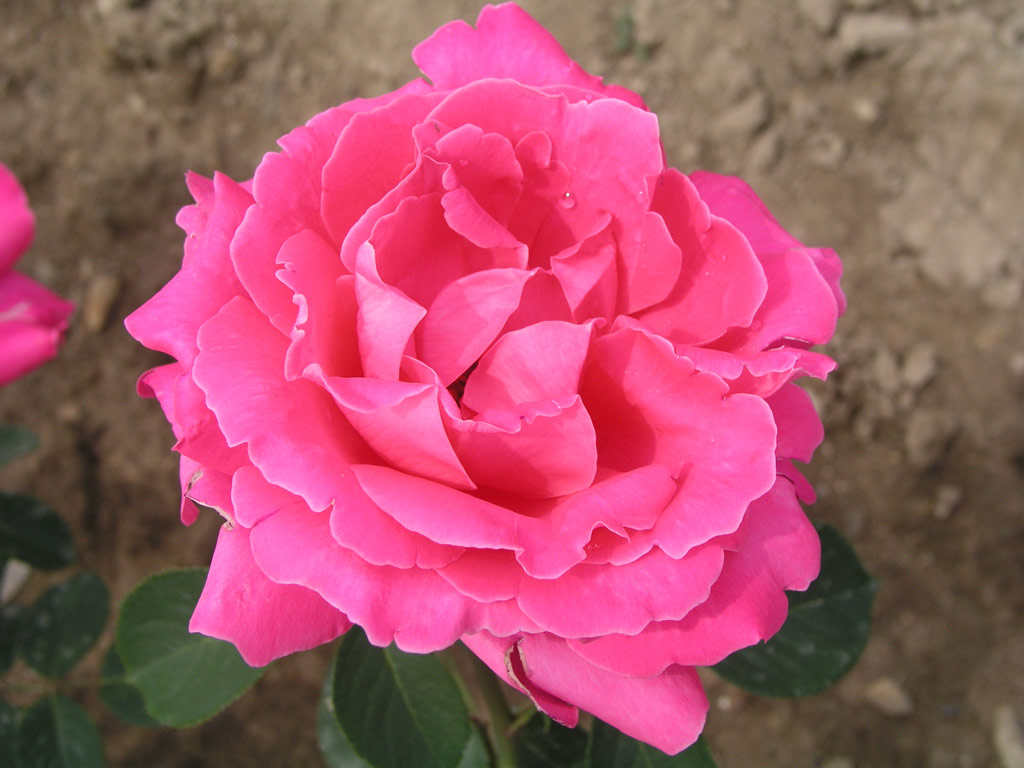 růže Mme. Ren Cassin