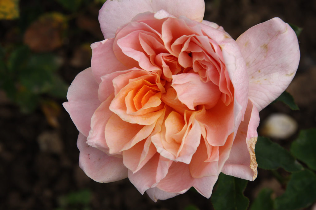 růže Mme. Robert Martin