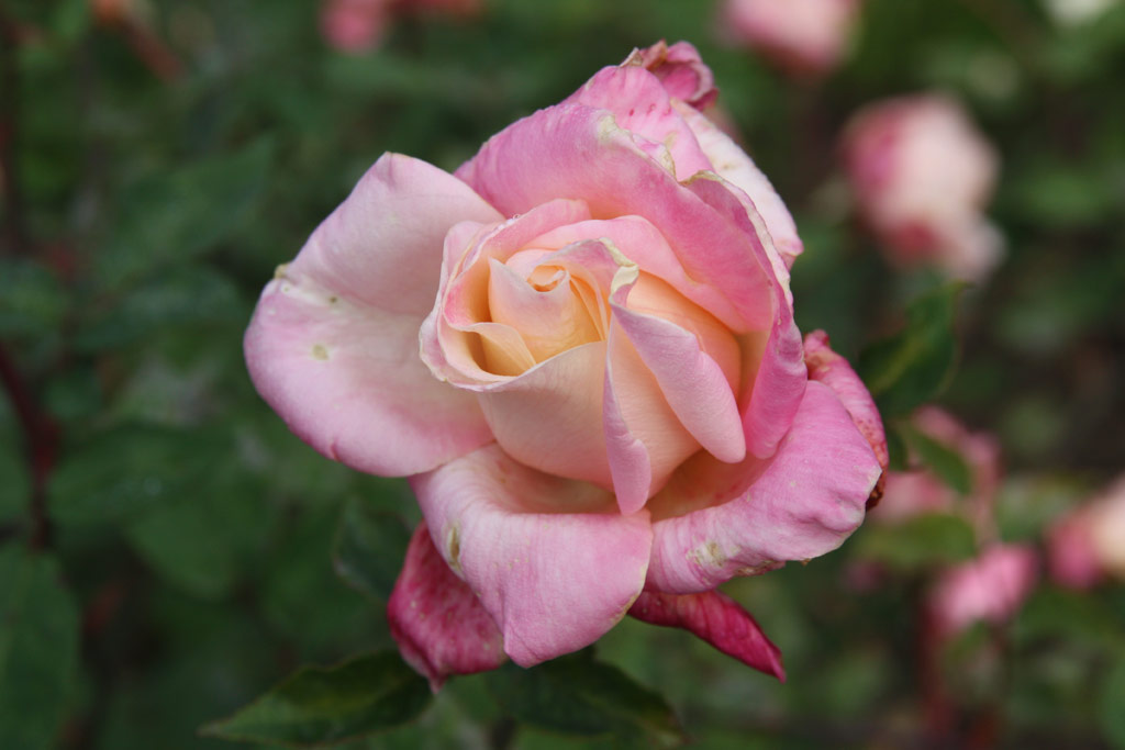 růže Mme. Rose Romarin
