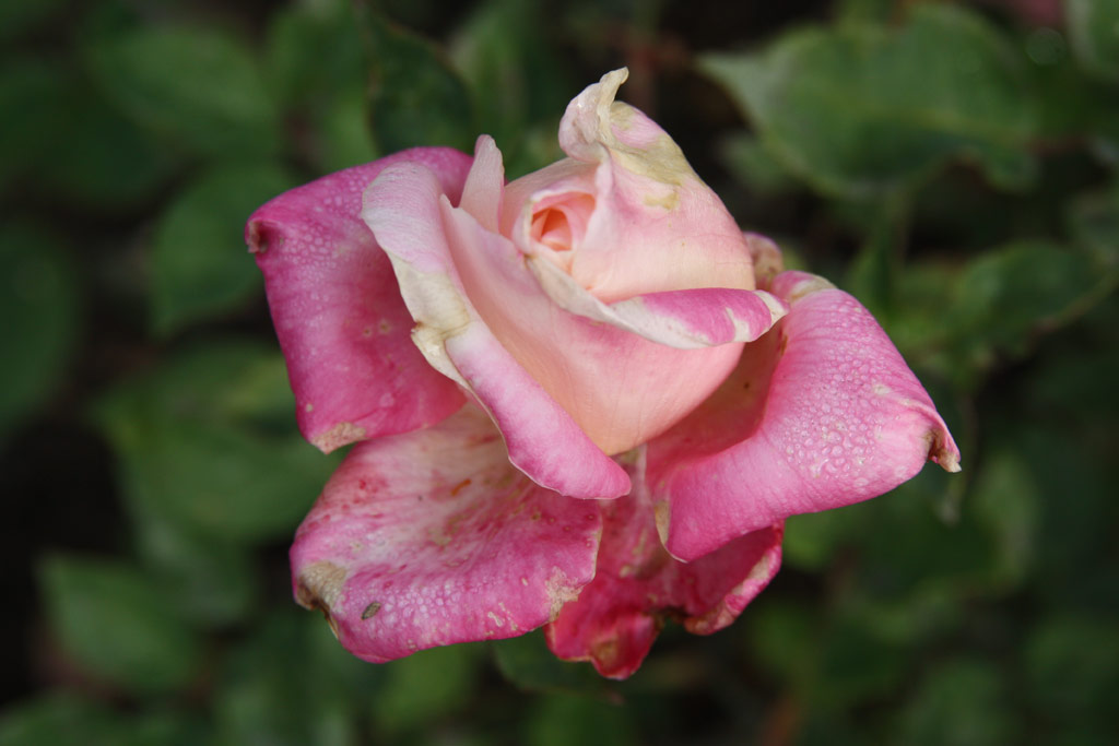 růže Mme. Rose Romarin