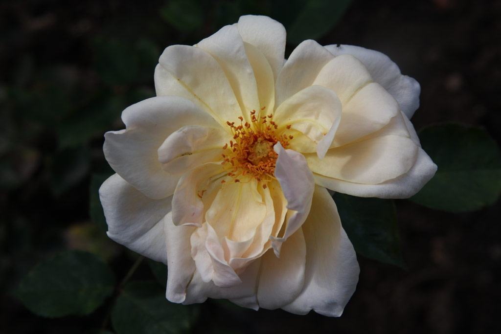 růže Molly Sharman-Crawford