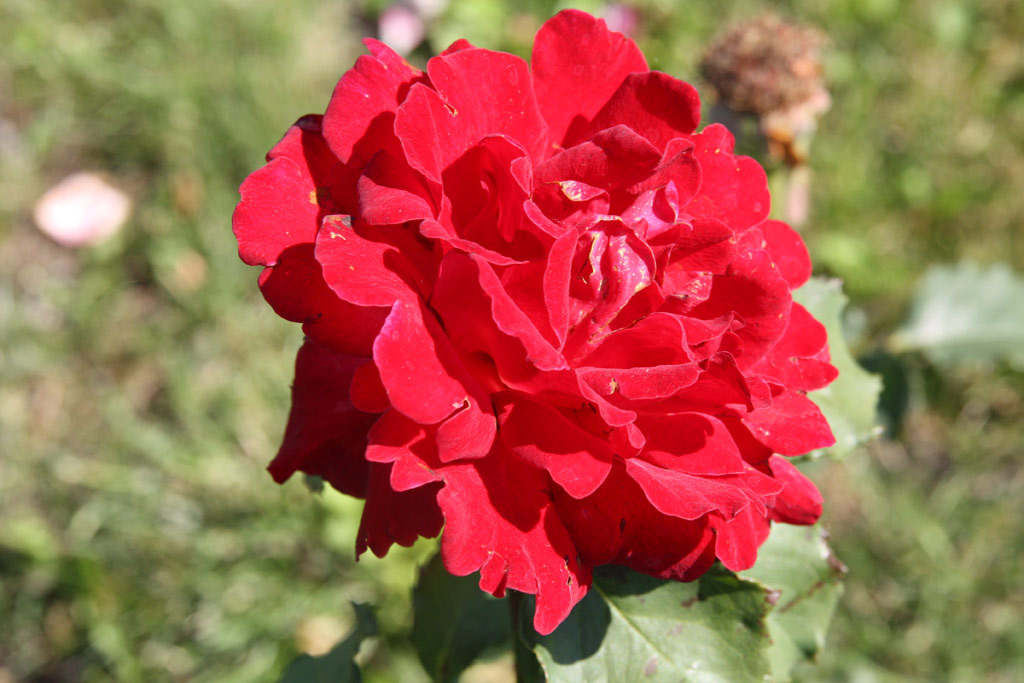 růže Mon Cheri