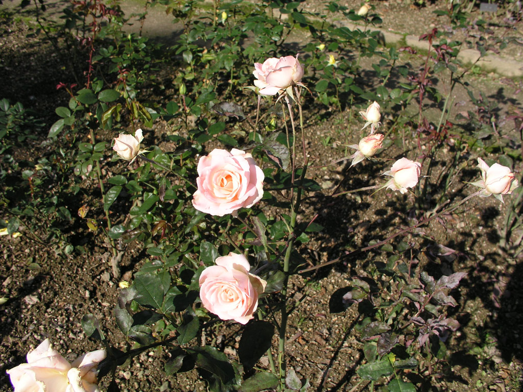 růže Monica Scholle