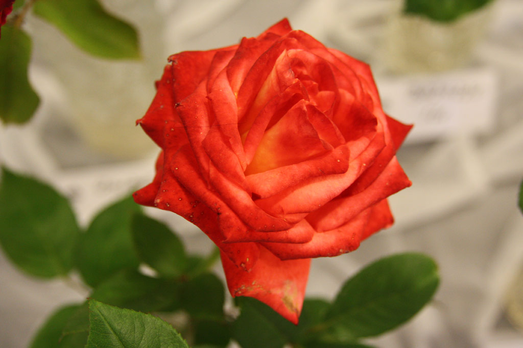 růže Monika