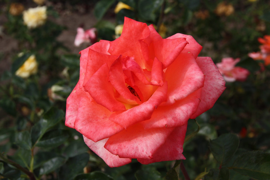 růže Monika