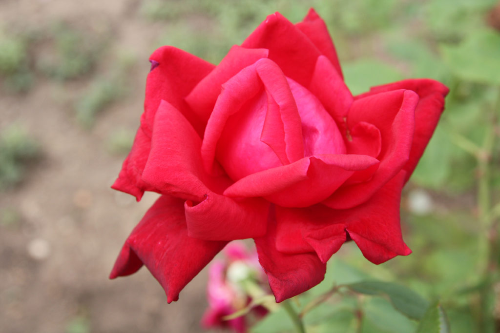 růže Monte Nevoso