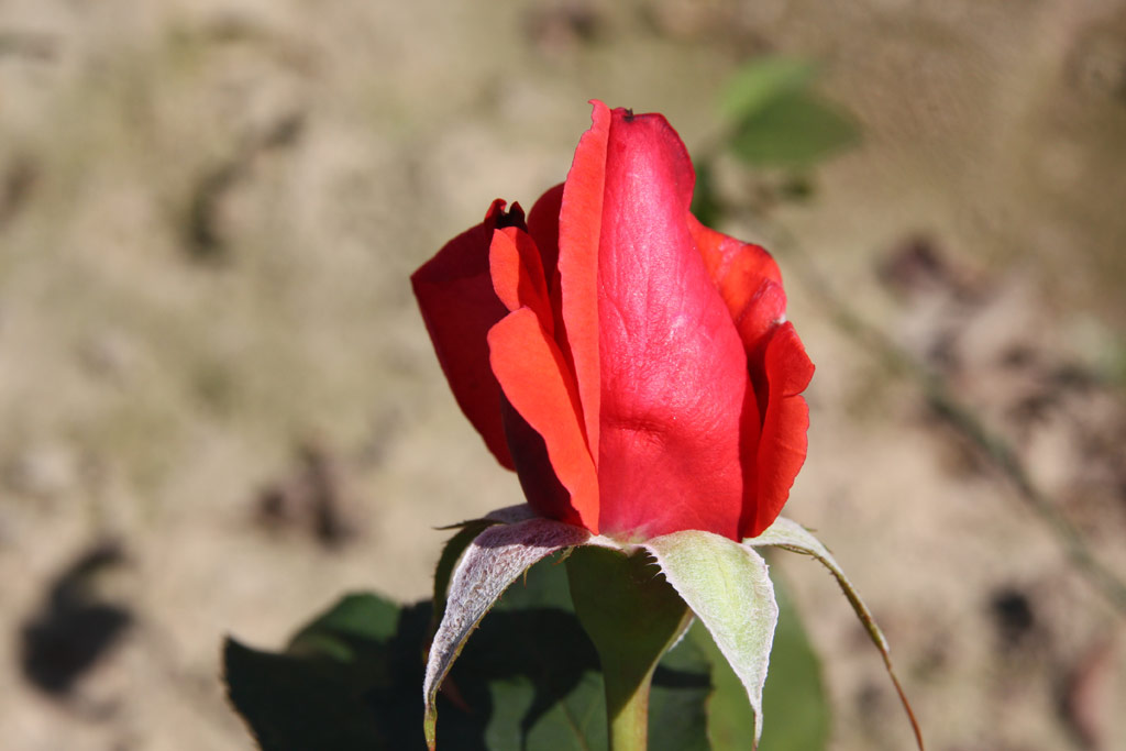 růže Montezuma