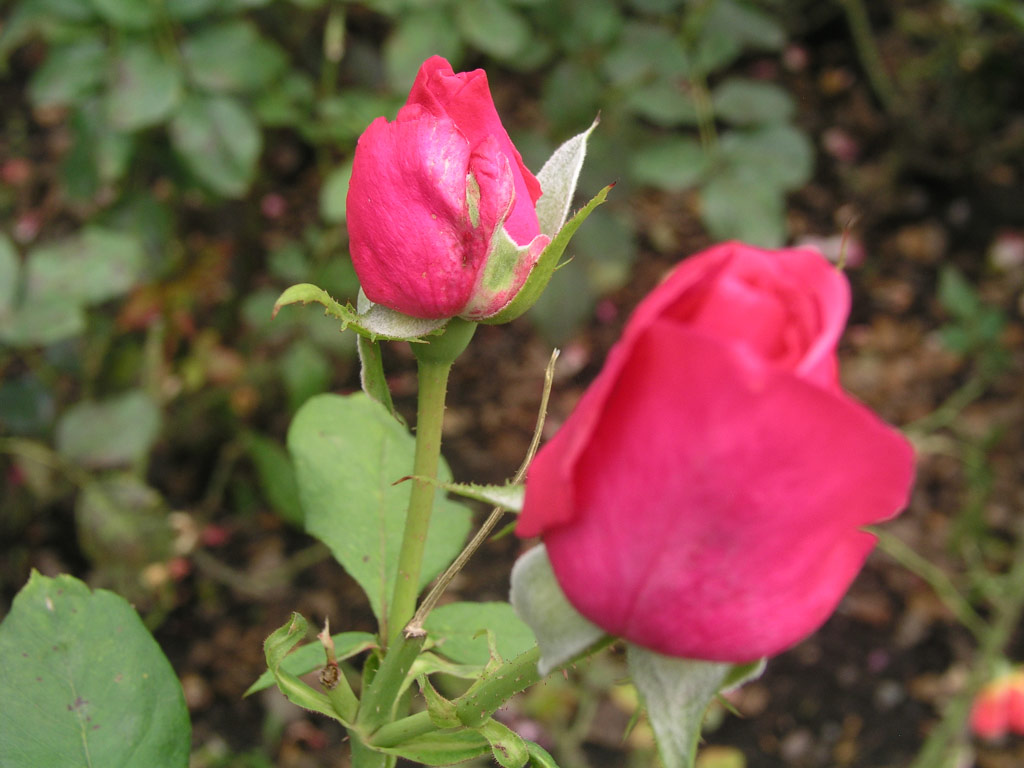 růže Morava