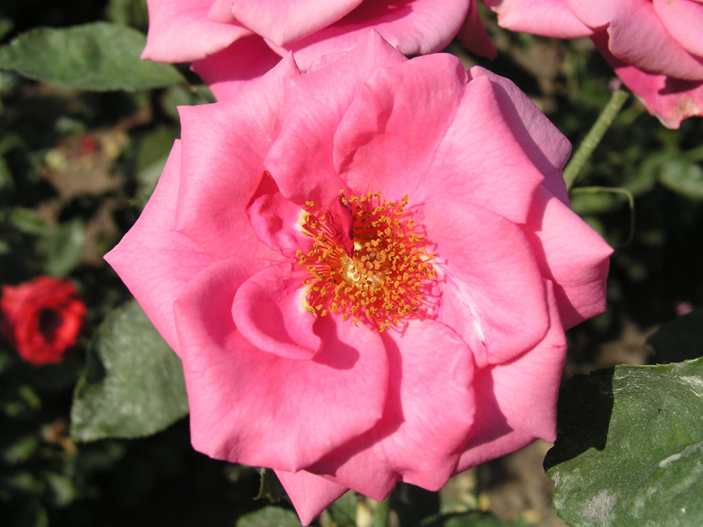 růže Morava