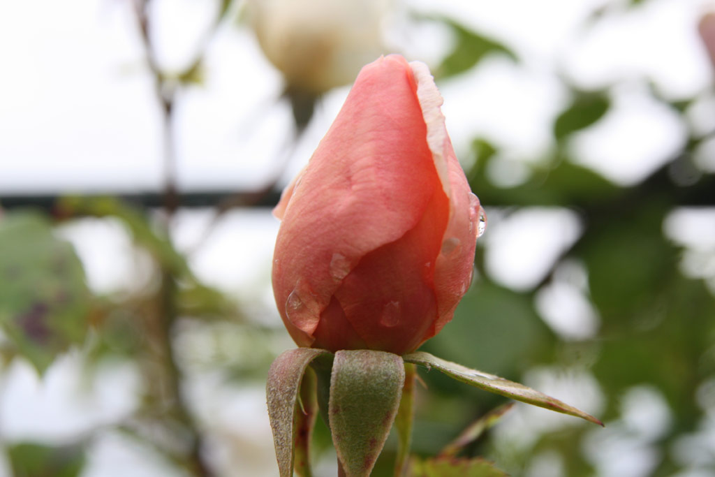 růže Morgengruss