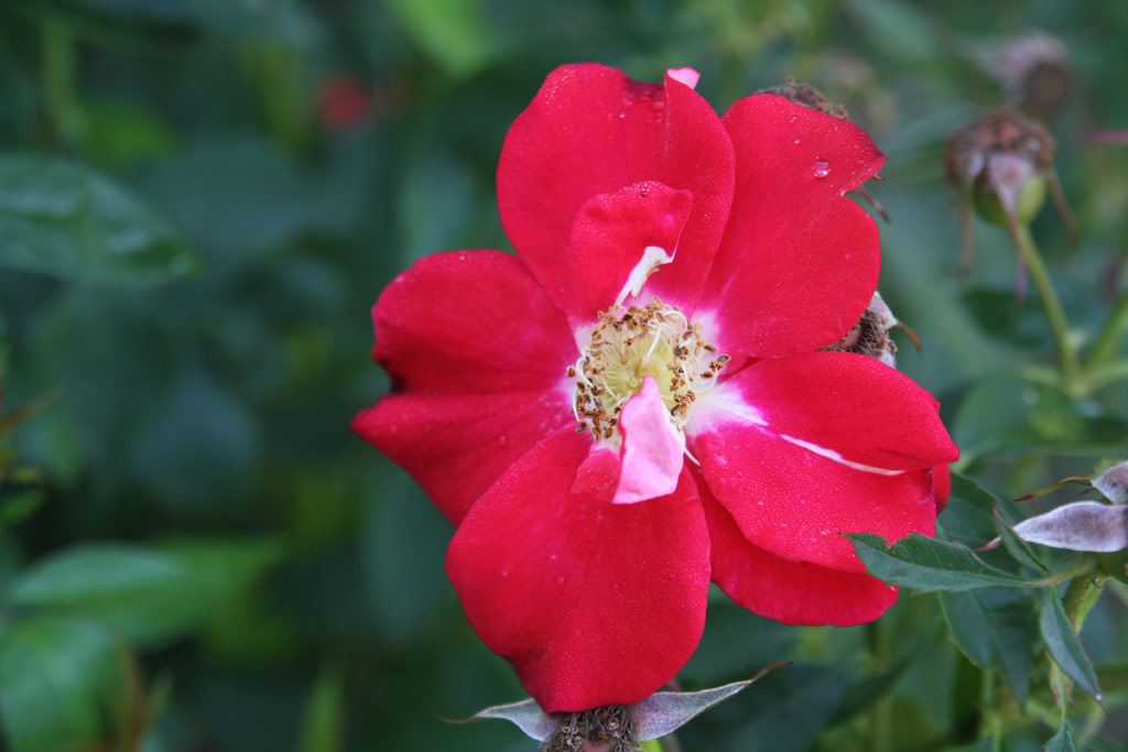 růže Morgenrot