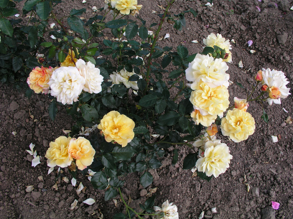 růže Morgensonne