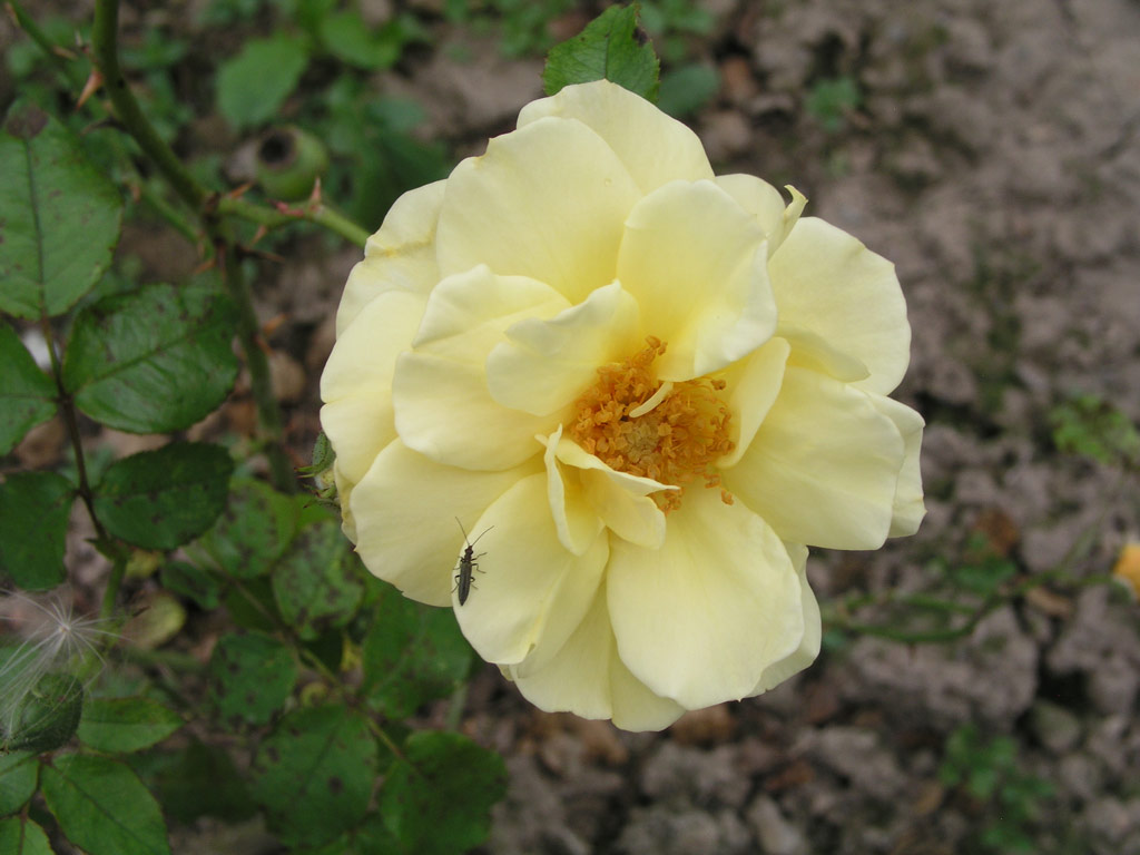 růže Morgensonne