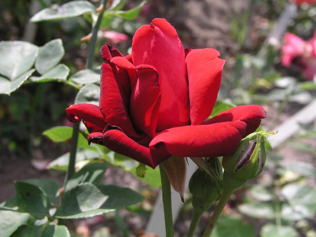 růže Moroco
