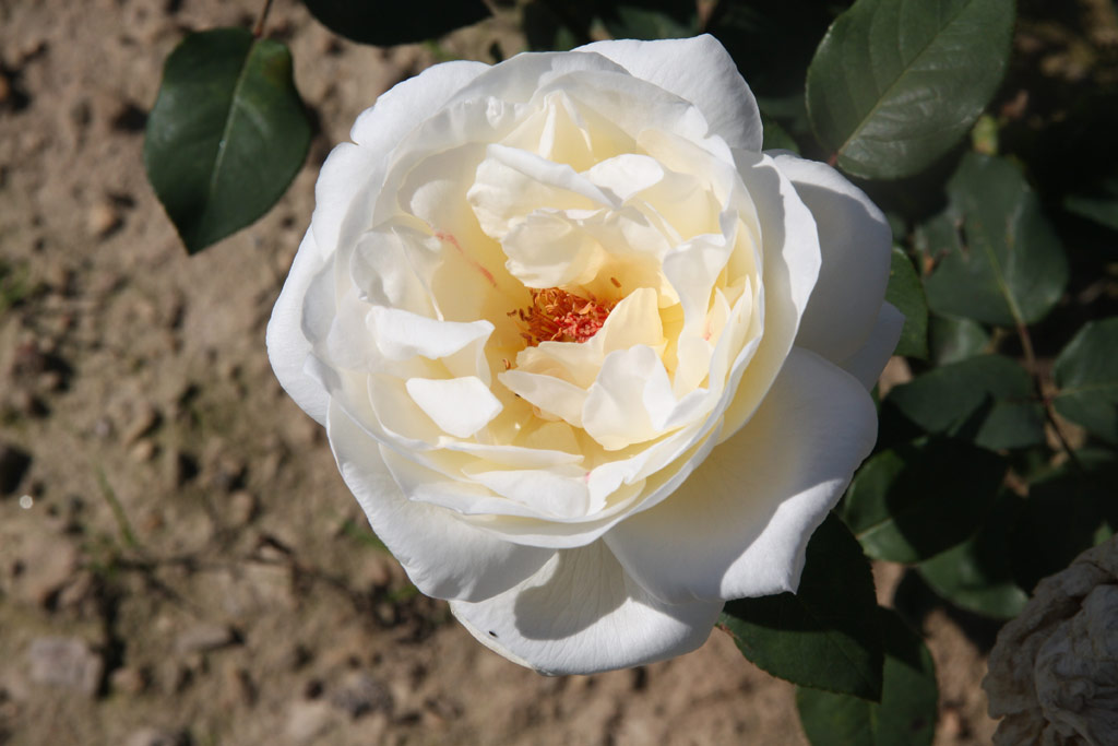 růže Mount Shasta