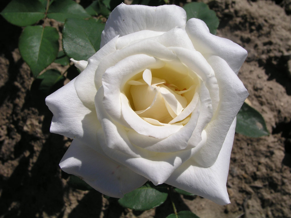 růže Mount Shasta