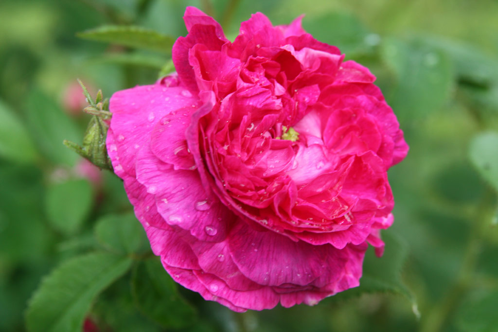 růže Mozart (?astolovice)