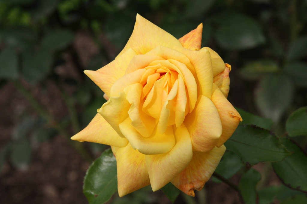 růže Mrs. Archie Gray
