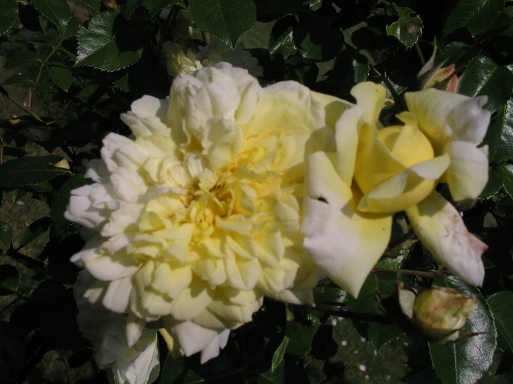 růže Mrs. Arthur Curtiss James