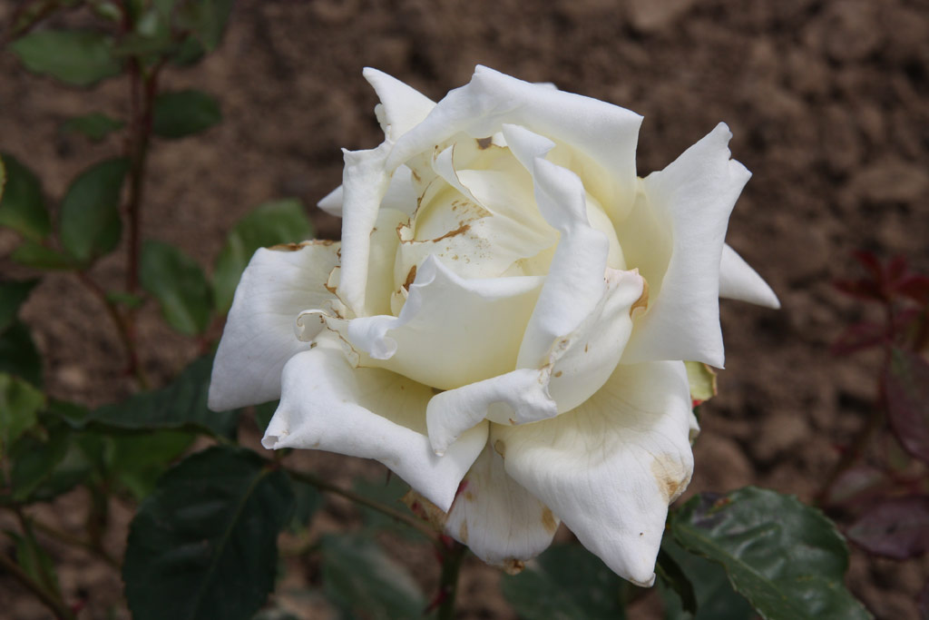 růže Mrs. Beauty