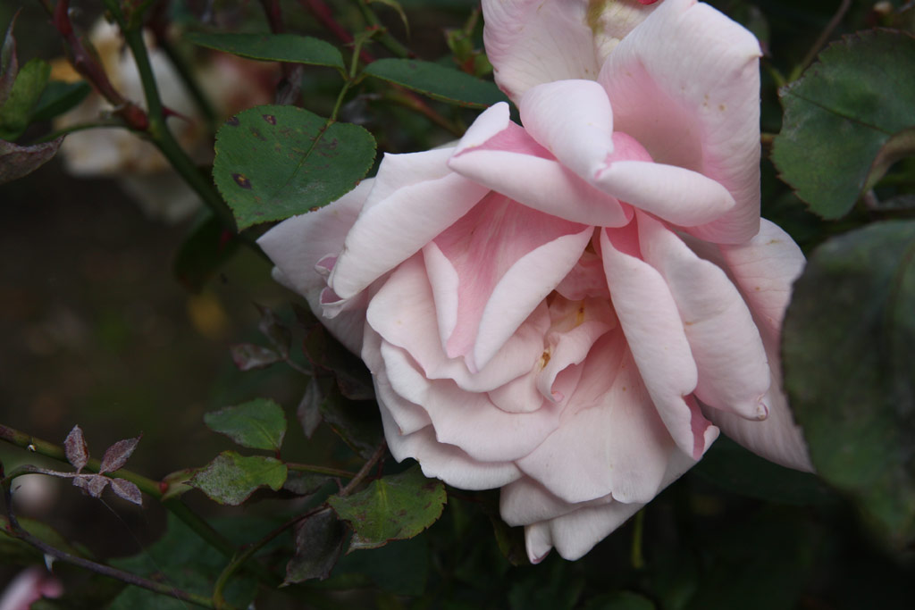 růže Mrs. Edward Townshend