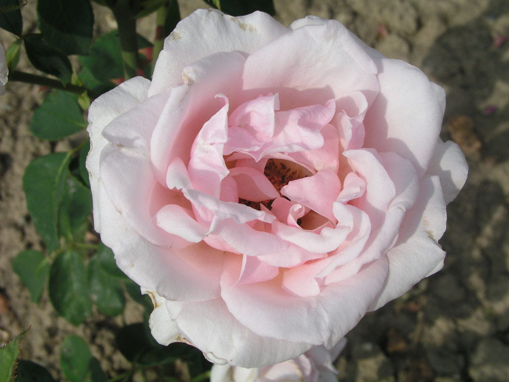růže Mrs. George Shawyer